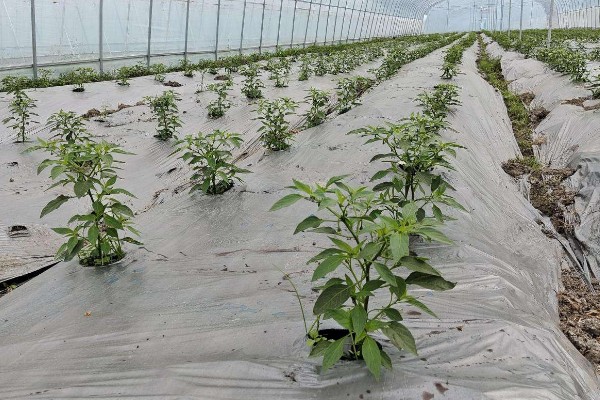 大棚辣椒病毒病如何防治，可用10%的磷酸三钠液浸种
