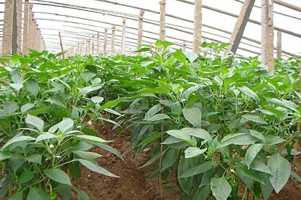 大棚辣椒病毒病如何防治，可用10%的磷酸三钠液浸种