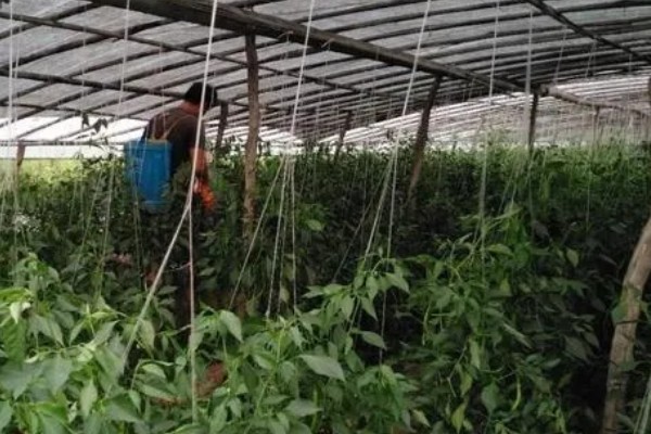 大棚辣椒病毒病如何防治，可用10%的磷酸三钠液浸种