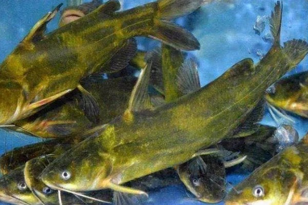 养殖黄颡鱼的方法，每亩池塘投放2500-5000尾鱼苗