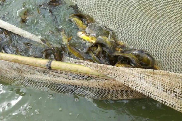 养殖黄颡鱼的方法，每亩池塘投放2500-5000尾鱼苗