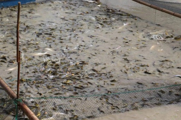 养殖黄颡鱼的方法，每亩池塘投放2500-5000尾鱼苗