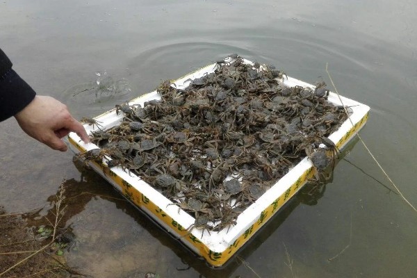 养殖黄颡鱼的方法，每亩池塘投放2500-5000尾鱼苗