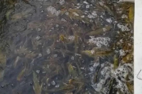 养殖黄颡鱼的方法，每亩池塘投放2500-5000尾鱼苗