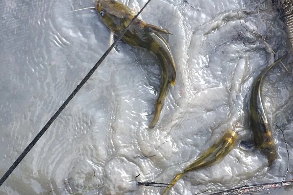 养殖黄颡鱼的方法，每亩池塘投放2500-5000尾鱼苗