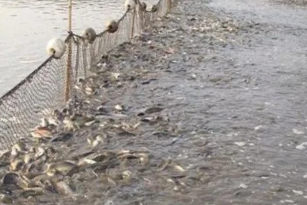 养殖黄颡鱼的方法，每亩池塘投放2500-5000尾鱼苗