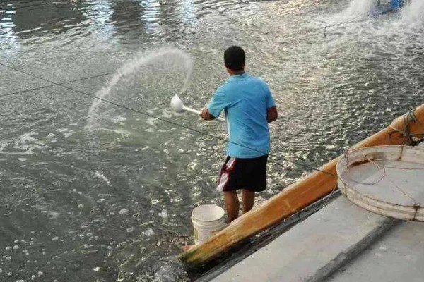 养殖黄颡鱼的方法，每亩池塘投放2500-5000尾鱼苗