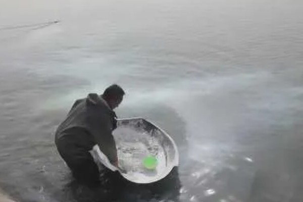 养殖黄颡鱼的方法，每亩池塘投放2500-5000尾鱼苗