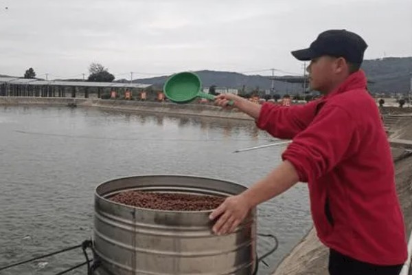 养殖黄颡鱼的方法，每亩池塘投放2500-5000尾鱼苗