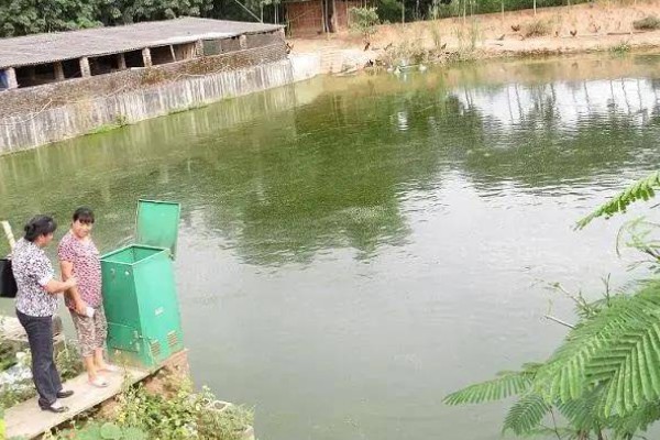 养殖黄颡鱼的方法，每亩池塘投放2500-5000尾鱼苗