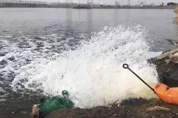 养殖黄颡鱼的方法，每亩池塘投放2500-5000尾鱼苗