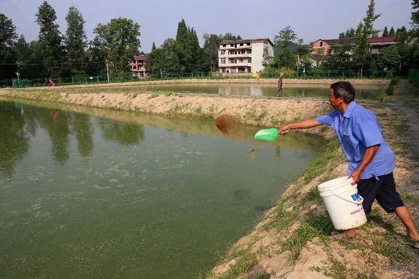 养殖黄颡鱼的方法，每亩池塘投放2500-5000尾鱼苗