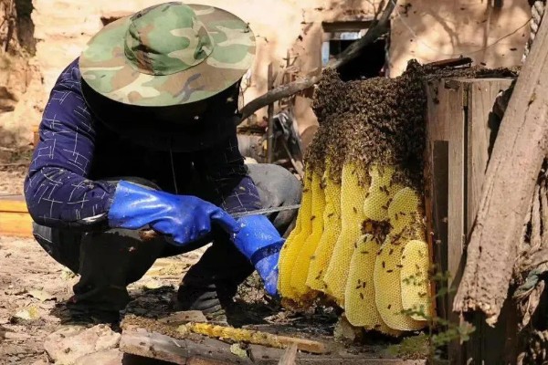 中蜂活框土养不用巢础的方式,将嵌有小块巢脾的巢框放入蜂群之中