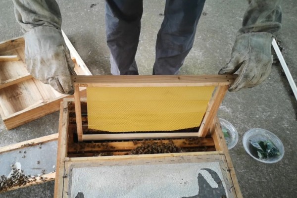 中蜂活框土养不用巢础的方式,将嵌有小块巢脾的巢框放入蜂群之中