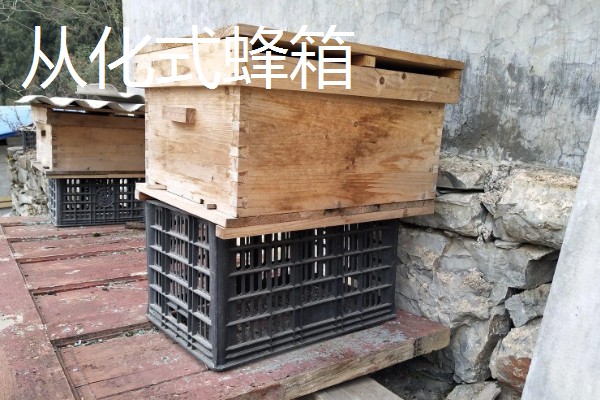 中蜂活框土养不用巢础的方式,将嵌有小块巢脾的巢框放入蜂群之中