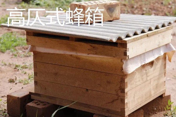 中蜂活框土养不用巢础的方式,将嵌有小块巢脾的巢框放入蜂群之中