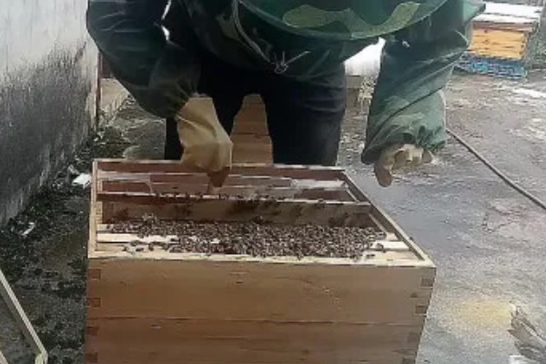 中蜂活框土养不用巢础的方式,将嵌有小块巢脾的巢框放入蜂群之中