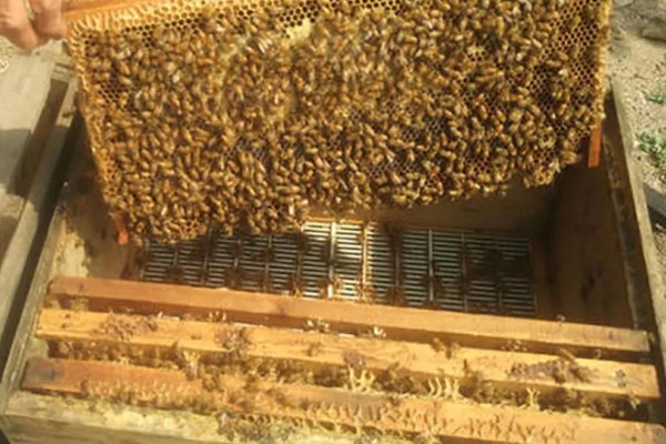 中蜂活框土养不用巢础的方式,将嵌有小块巢脾的巢框放入蜂群之中