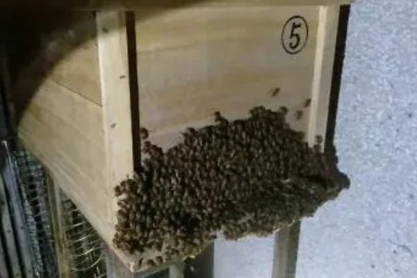 中蜂活框土养不用巢础的方式,将嵌有小块巢脾的巢框放入蜂群之中