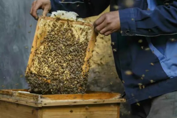 中蜂活框土养不用巢础的方式,将嵌有小块巢脾的巢框放入蜂群之中