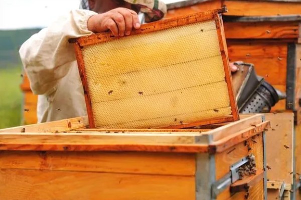 中蜂活框土养不用巢础的方式,将嵌有小块巢脾的巢框放入蜂群之中