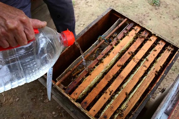 中蜂活框土养不用巢础的方式,将嵌有小块巢脾的巢框放入蜂群之中