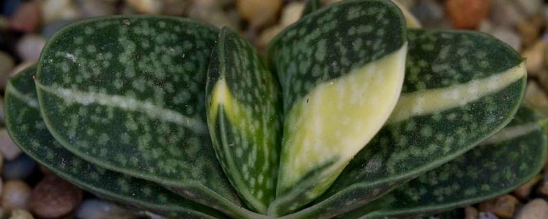 夏天怎么养子宝，生长需要充足的光照