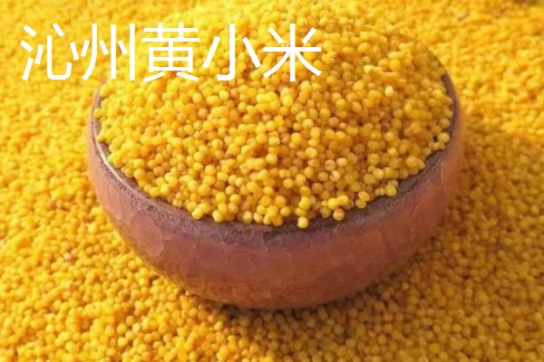 中国最好的小米品种,有沁州黄小米、龙山小米等