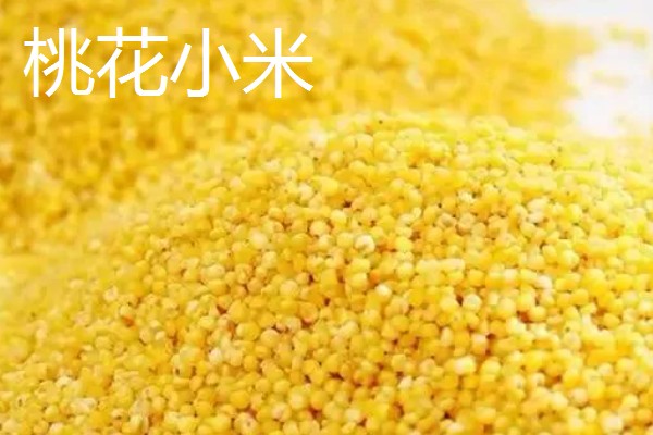 中国最好的小米品种,有沁州黄小米、龙山小米等