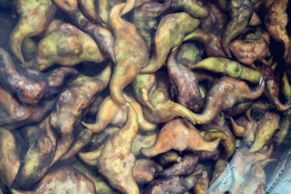 菱角的剥壳方法,先煮后剥更简单