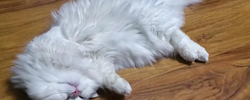 猫咪摩擦屁股的原因，可能是粑粑没有拉干净