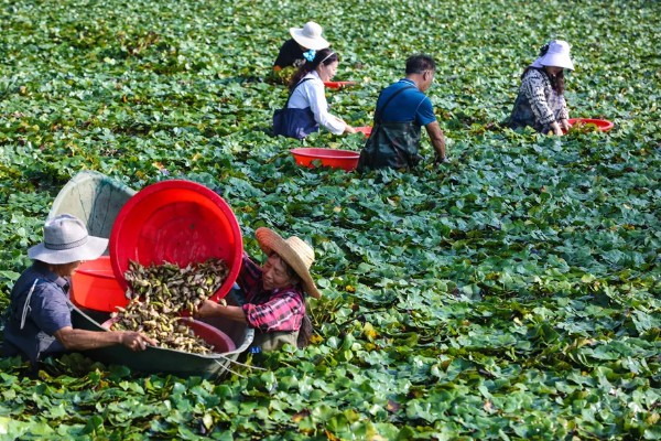 菱角的剥壳方法,先煮后剥更简单