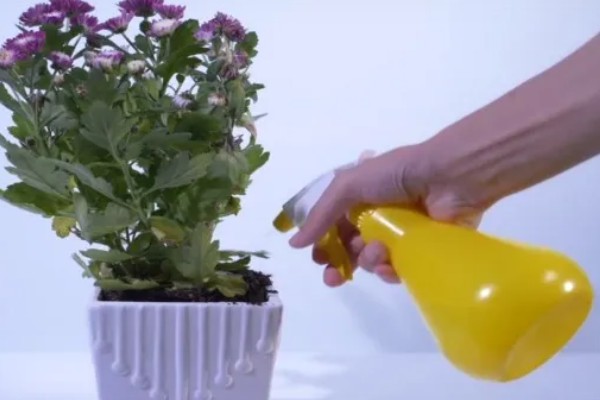 室内养花怎么防治蚜虫，喷施植物精油具有良好效果