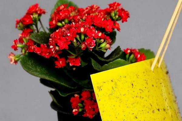 室内养花怎么防治蚜虫，喷施植物精油具有良好效果