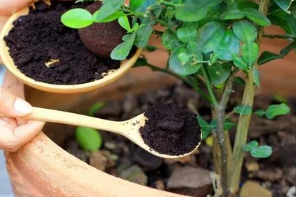 室内养花怎么防治蚜虫，喷施植物精油具有良好效果