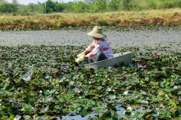 菱角的剥壳方法,先煮后剥更简单