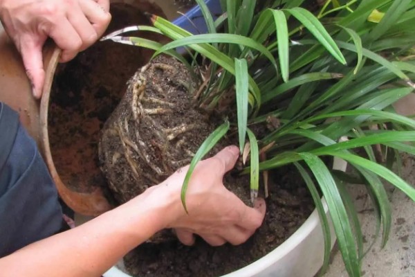 室内养花怎么防治蚜虫，喷施植物精油具有良好效果