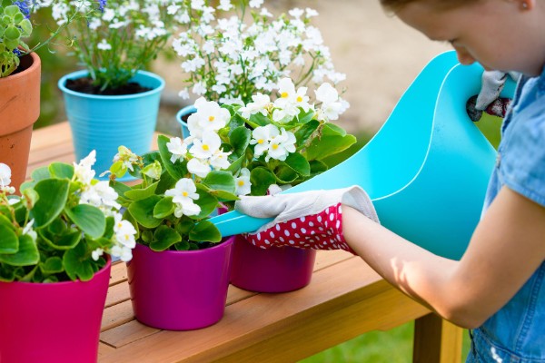 室内养花怎么防治蚜虫，喷施植物精油具有良好效果