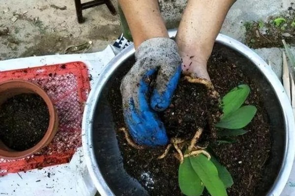 室内养花怎么防治蚜虫，喷施植物精油具有良好效果