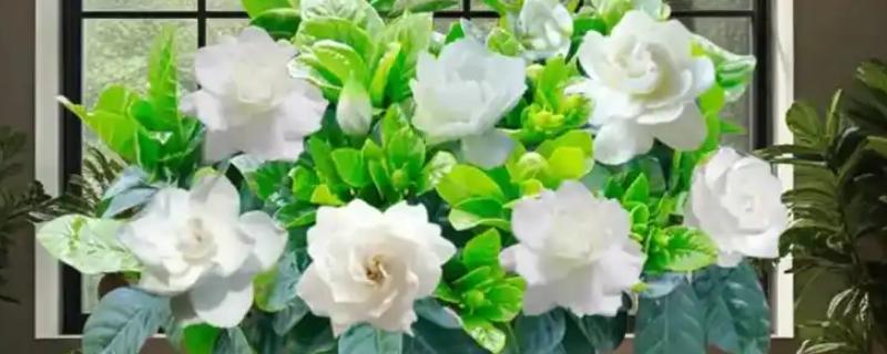 栀子花冬天出现黄叶如何解决，温度过低要把室温保持在10℃以上