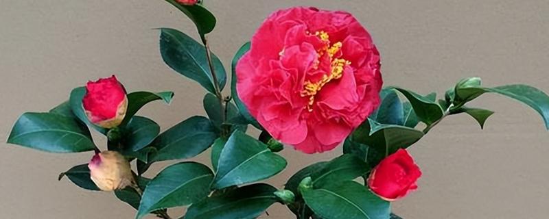 茶花能放在客厅养吗，茶花能放在客厅养