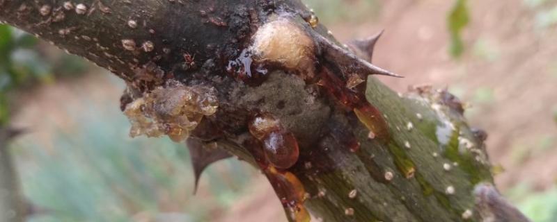 花椒干腐病的症状，发病初期被害处表皮呈红褐色