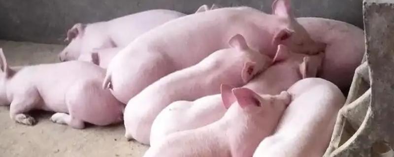 猪心肌炎怎么治疗，病毒性心肌炎可使用金刚烷胺等药物