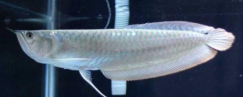 银龙鱼的外观，通体呈银色身体扁长