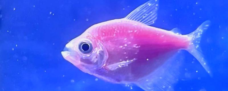 冷水鱼身上有白点怎么治疗，换水通常隔一天换一次