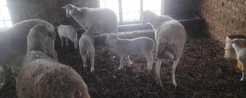母羊不怀孕怎么处理，可加强饲料投喂和日常管理