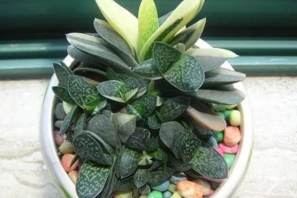 夏天怎么养子宝,生长需要充足的光照