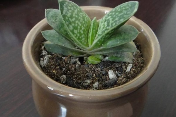 夏天怎么养子宝,生长需要充足的光照