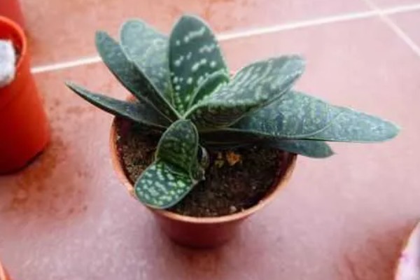 夏天怎么养子宝,生长需要充足的光照