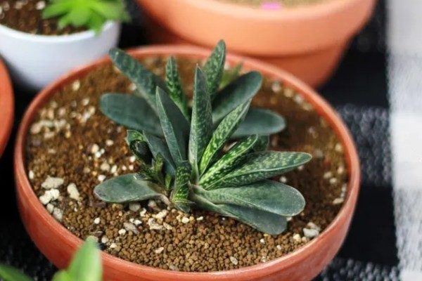 夏天怎么养子宝,生长需要充足的光照